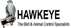 Hawkeye Gold & Diamond Inc. (TSXV:HAWK)